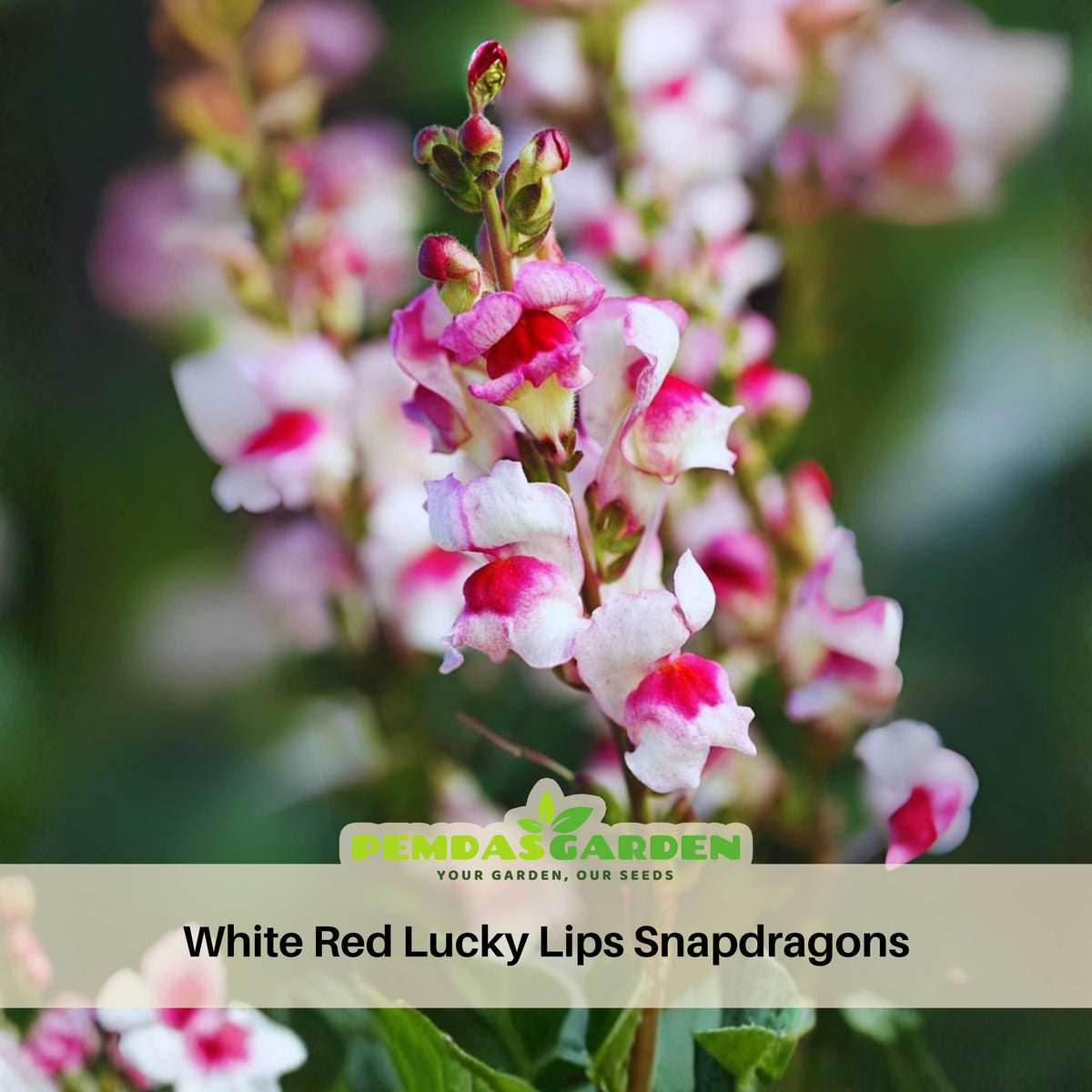 White Red Lucky Lips Snapdragons Seeds - Cold Resistant, 30 seeds