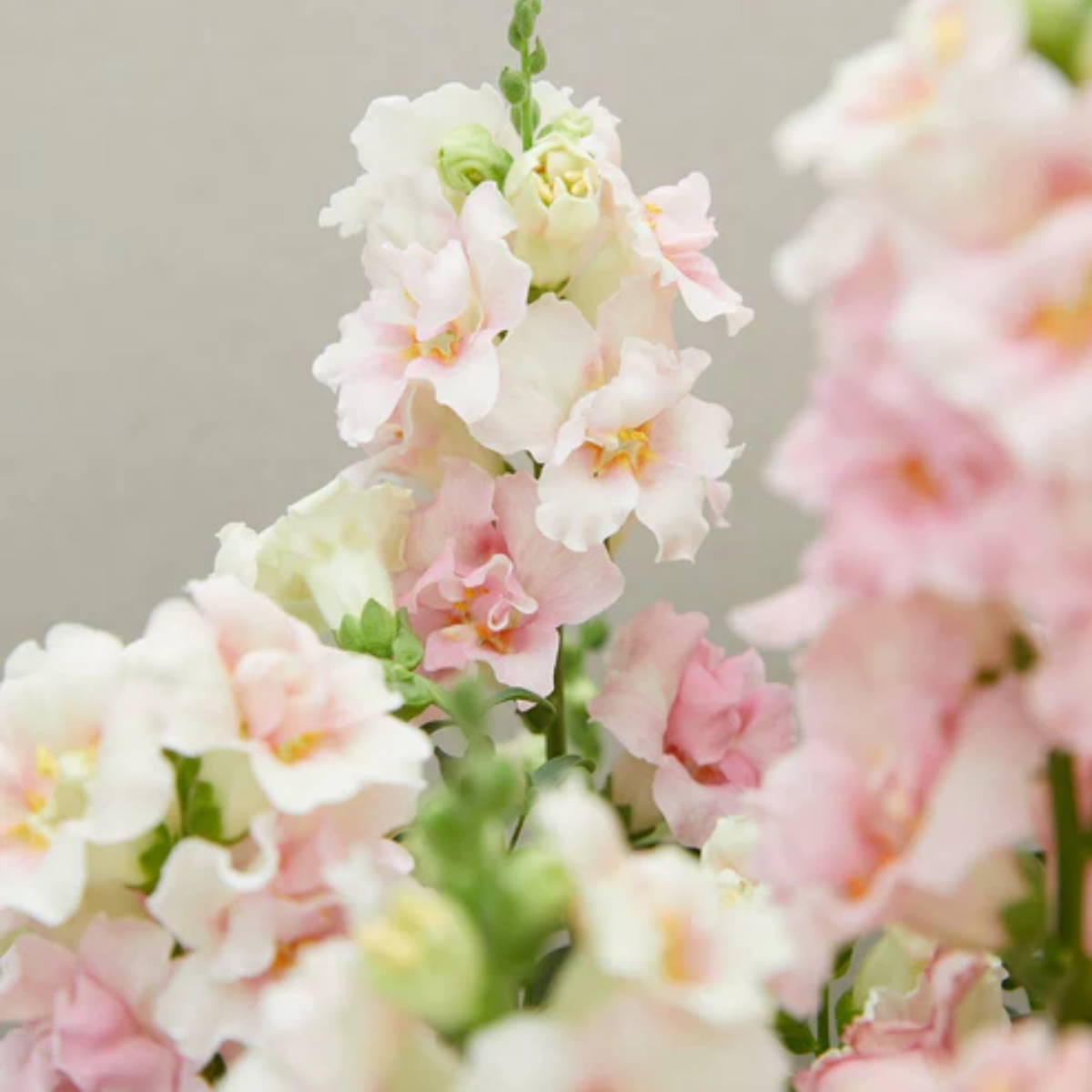 Doubleshot Appleblossom Snapdragon Seeds - Cold Resistant, 30 seeds