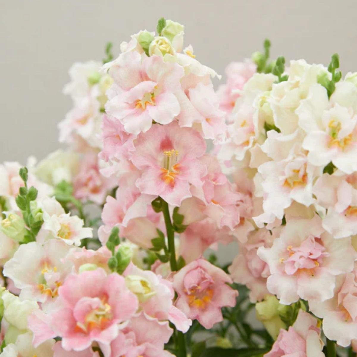 Doubleshot Appleblossom Snapdragon Seeds - Cold Resistant, 30 seeds