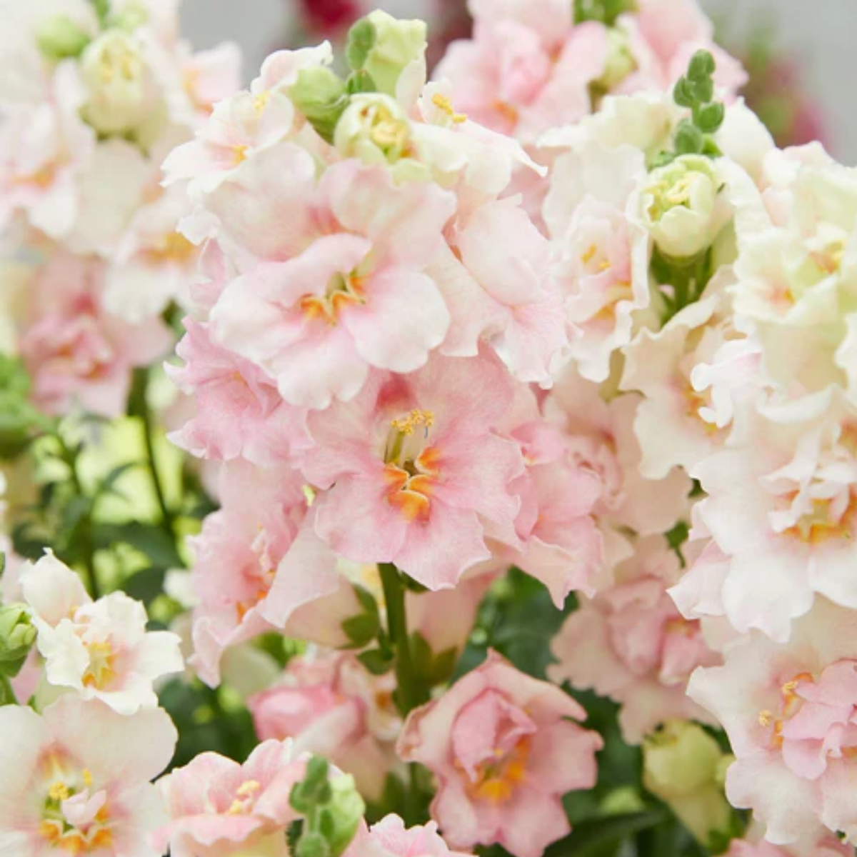 Doubleshot Appleblossom Snapdragon Seeds - Cold Resistant, 30 seeds