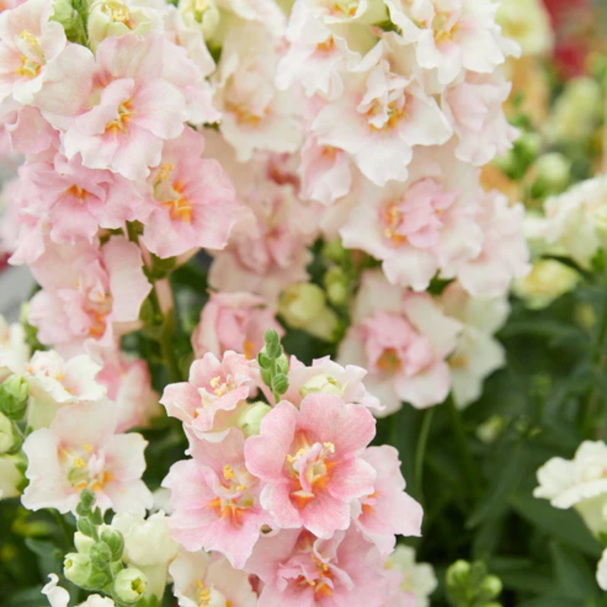 Doubleshot Appleblossom Snapdragon Seeds - Cold Resistant, 30 seeds