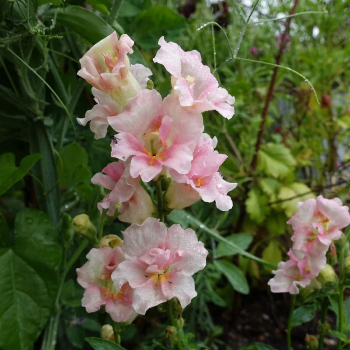 Doubleshot Appleblossom Snapdragon Seeds - Cold Resistant, 30 seeds