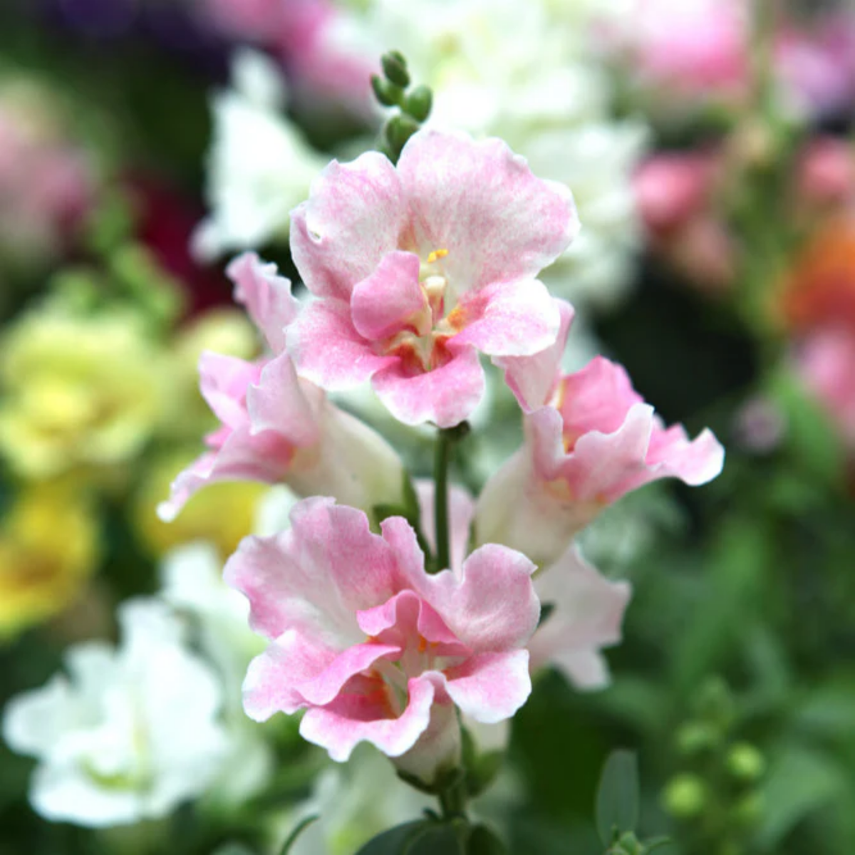 30 Seeds| DoubleShot Appleblossom Snapdragon Seeds - Cold Resistant -Attracts pollinators - Open-Pollinating - Plant before the frost/after frost- #33