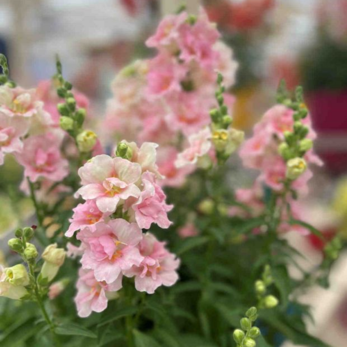 Doubleshot Appleblossom Snapdragon Seeds - Cold Resistant, 30 seeds