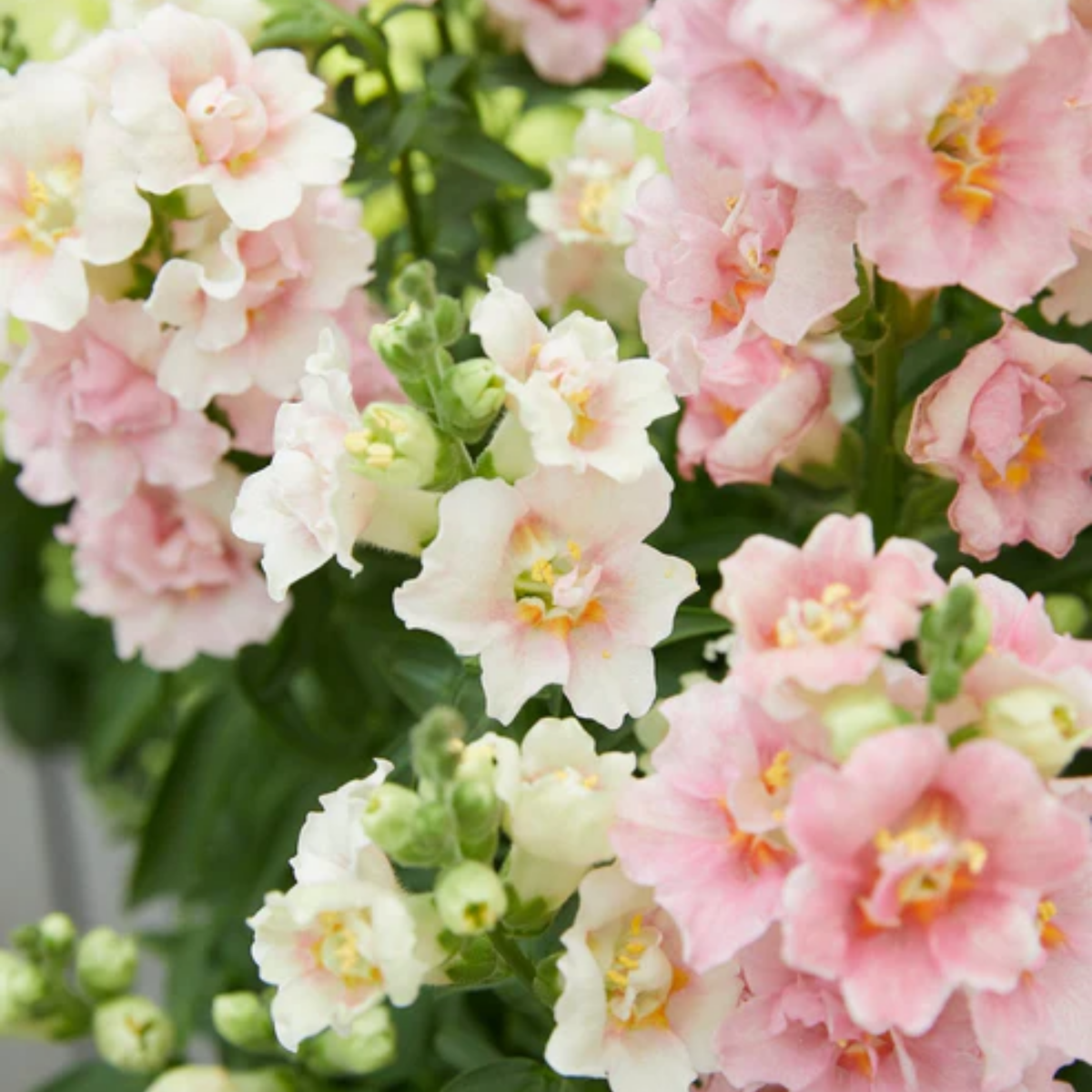 Doubleshot Appleblossom Snapdragon Seeds - Cold Resistant, 30 seeds