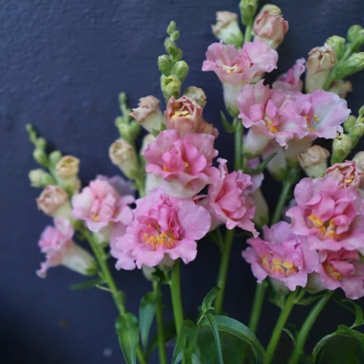 Doubleshot Appleblossom Snapdragon Seeds - Cold Resistant, 30 seeds
