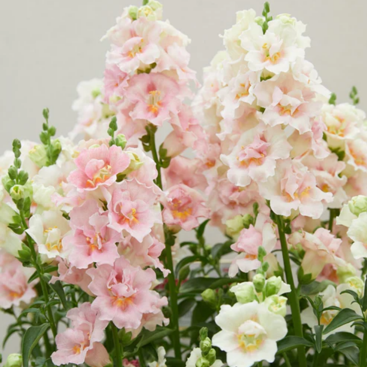 Doubleshot Appleblossom Snapdragon Seeds - Cold Resistant, 30 seeds
