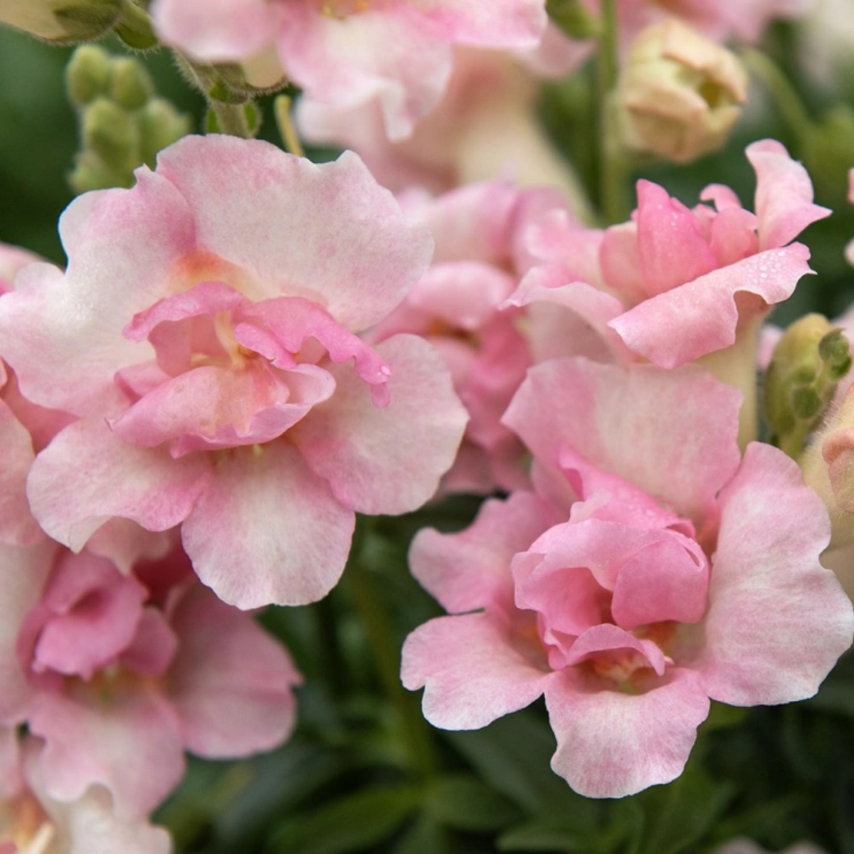 Doubleshot Appleblossom Snapdragon Seeds - Cold Resistant, 30 seeds