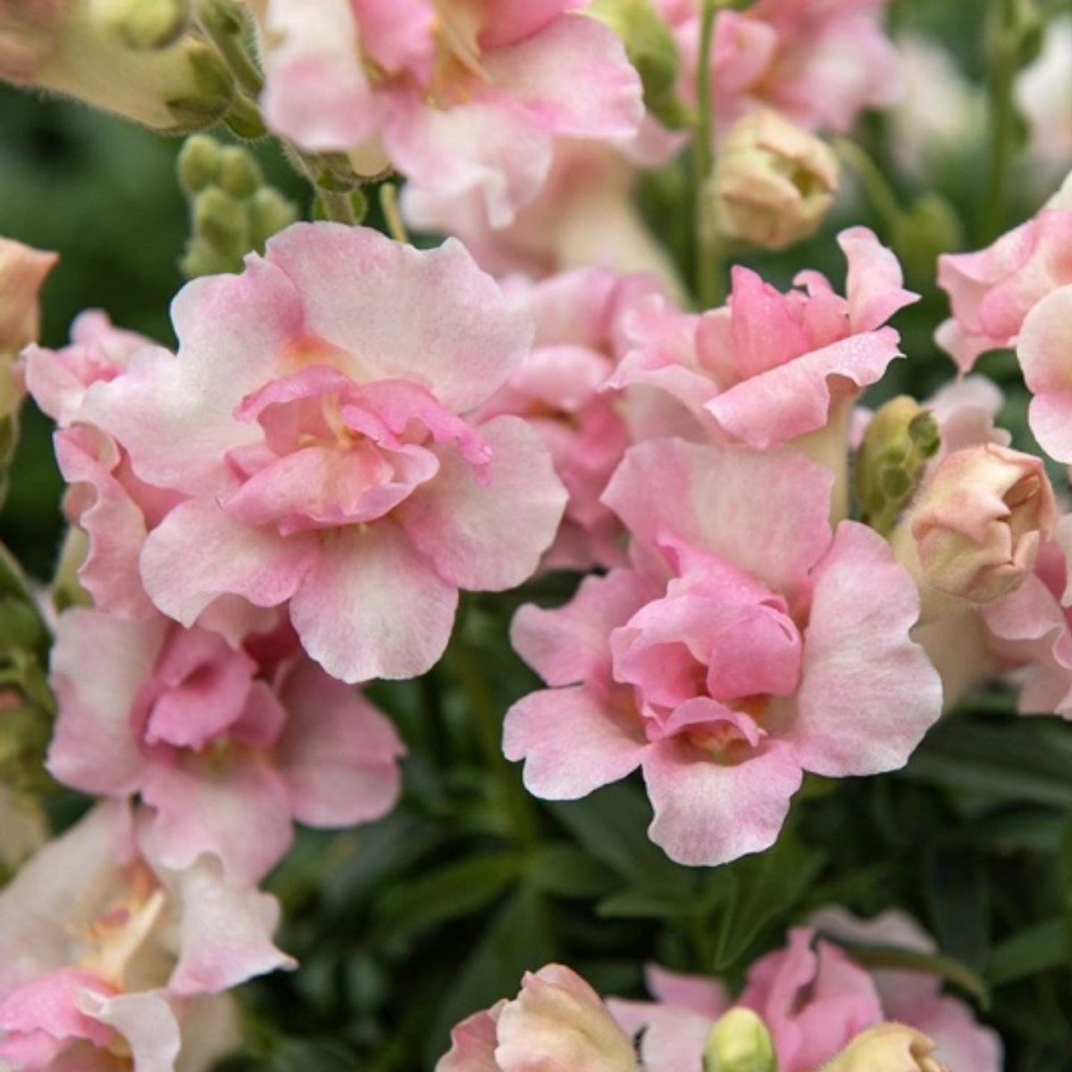 Doubleshot Appleblossom Snapdragon Seeds - Cold Resistant, 30 seeds