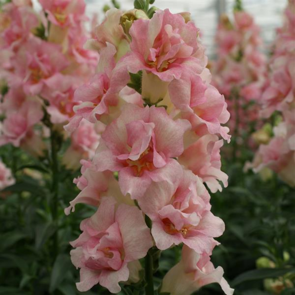 Doubleshot Appleblossom Snapdragon Seeds - Cold Resistant, 30 seeds