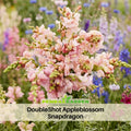 30 Seeds| DoubleShot Appleblossom Snapdragon Seeds - Cold Resistant -Attracts pollinators - Open-Pollinating - Plant before the frost/after frost- #33