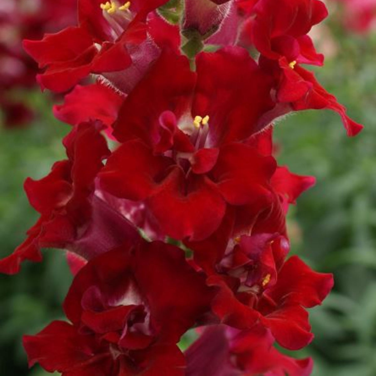 Doubleshot Crimson Red Snapdragon Seeds - Cold Resistant, 30 seeds