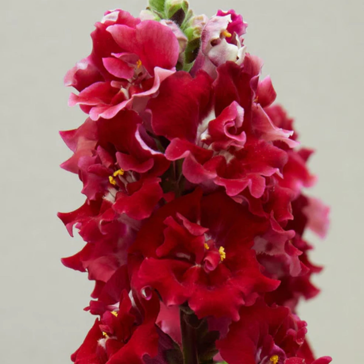 Doubleshot Crimson Red Snapdragon Seeds - Cold Resistant, 30 seeds