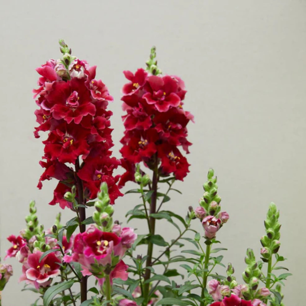 Doubleshot Crimson Red Snapdragon Seeds - Cold Resistant, 30 seeds