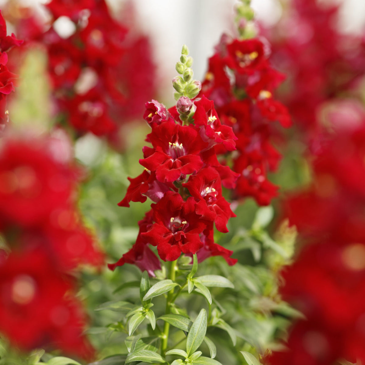 Doubleshot Crimson Red Snapdragon Seeds - Cold Resistant, 30 seeds