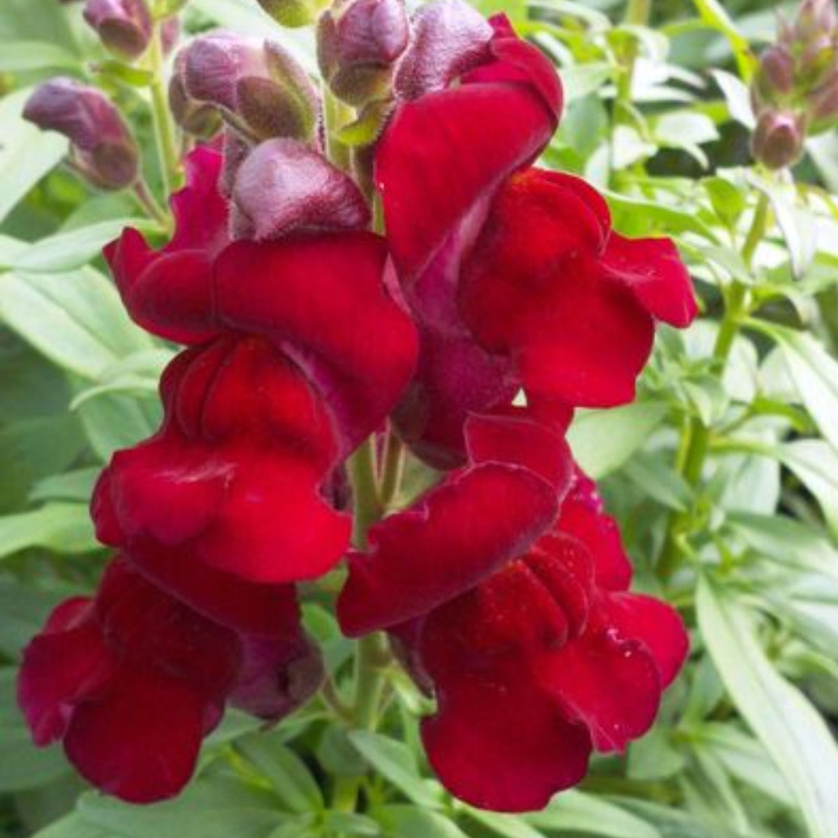 Doubleshot Crimson Red Snapdragon Seeds - Cold Resistant, 30 seeds