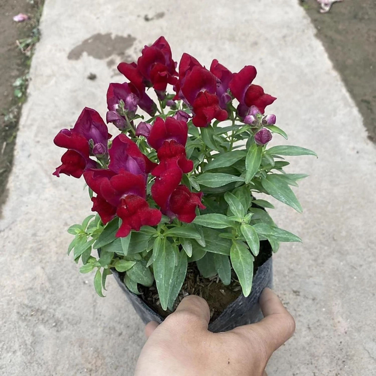 Doubleshot Crimson Red Snapdragon Seeds - Cold Resistant, 30 seeds
