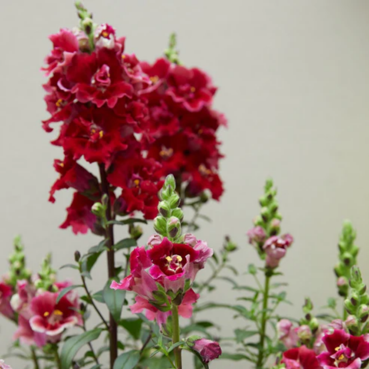Doubleshot Crimson Red Snapdragon Seeds - Cold Resistant, 30 seeds