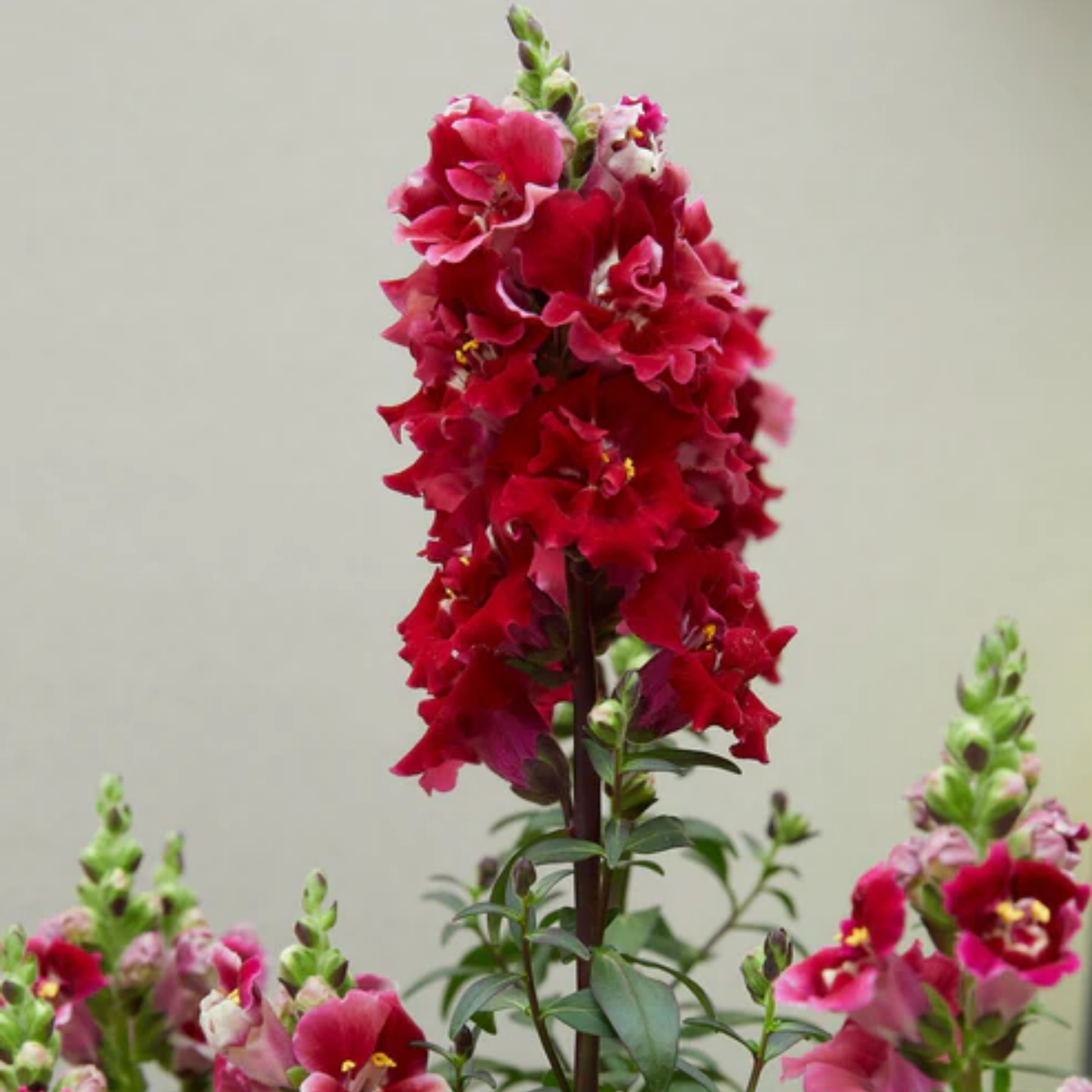 30 Seeds| DoubleShot Crimson Red Snapdragon Seeds - Cold Resistant -Attracts pollinators - Open-Pollinating -Plant before the frost/after frost - #34