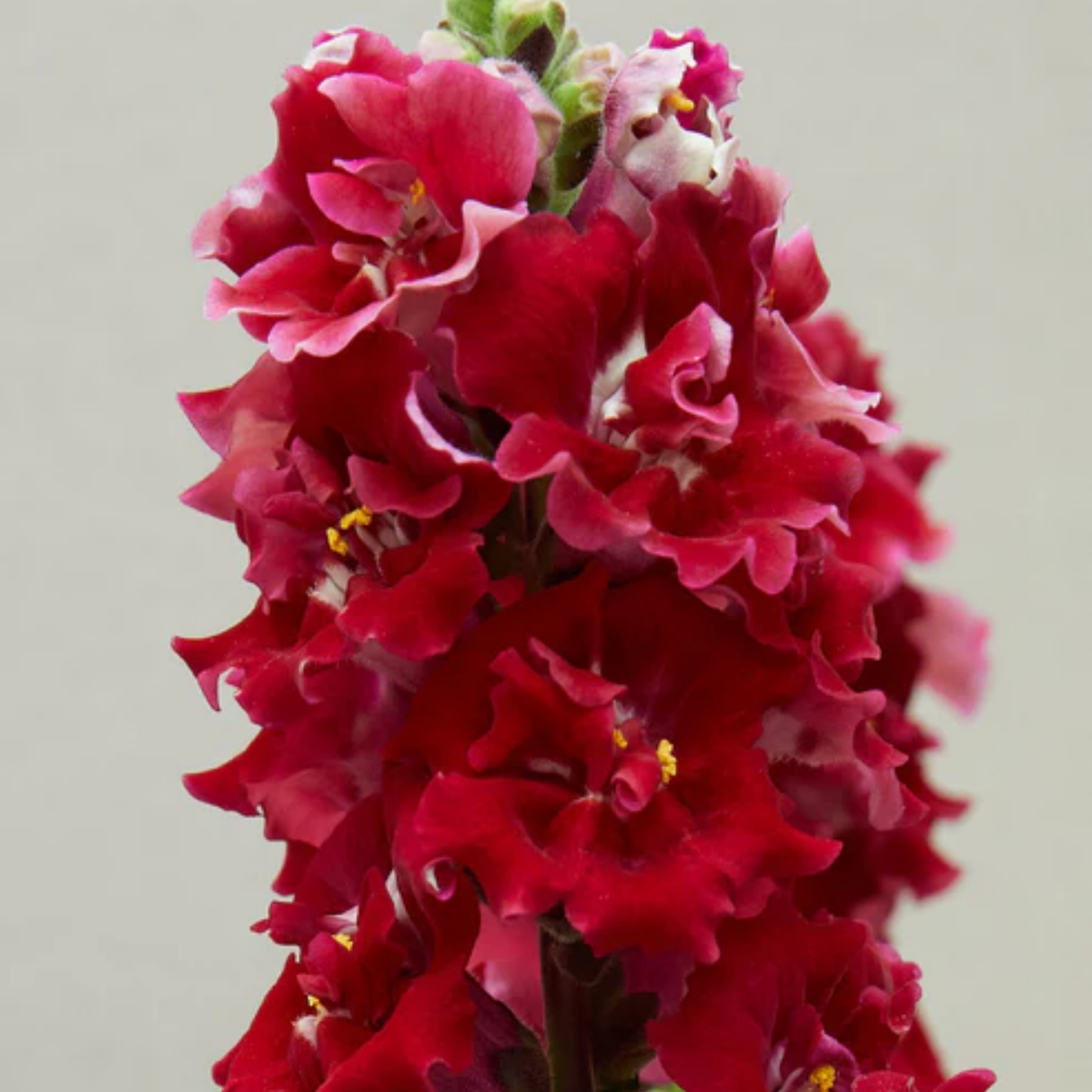 Doubleshot Crimson Red Snapdragon Seeds - Cold Resistant, 30 seeds