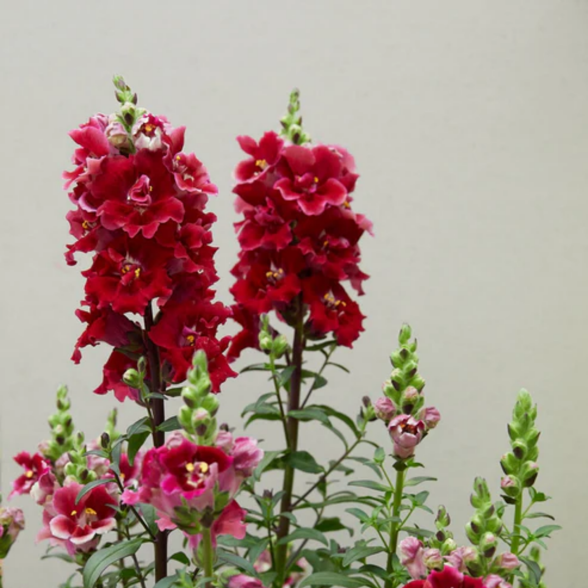 Doubleshot Crimson Red Snapdragon Seeds - Cold Resistant, 30 seeds