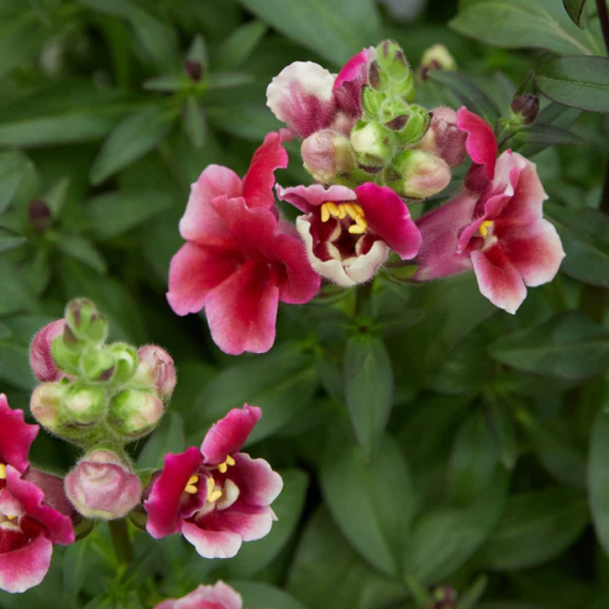 30 Seeds| DoubleShot Crimson Red Snapdragon Seeds - Cold Resistant -Attracts pollinators - Open-Pollinating -Plant before the frost/after frost - #34