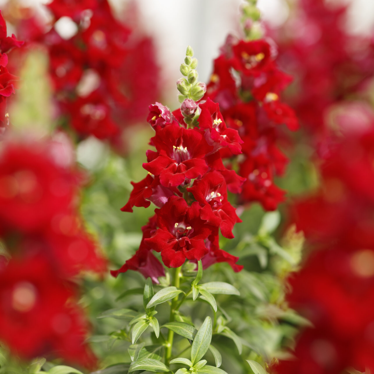Doubleshot Crimson Red Snapdragon Seeds - Cold Resistant, 30 seeds