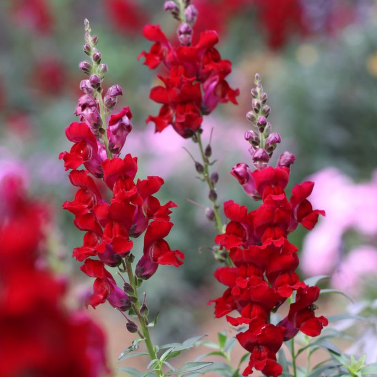 Doubleshot Crimson Red Snapdragon Seeds - Cold Resistant, 30 seeds