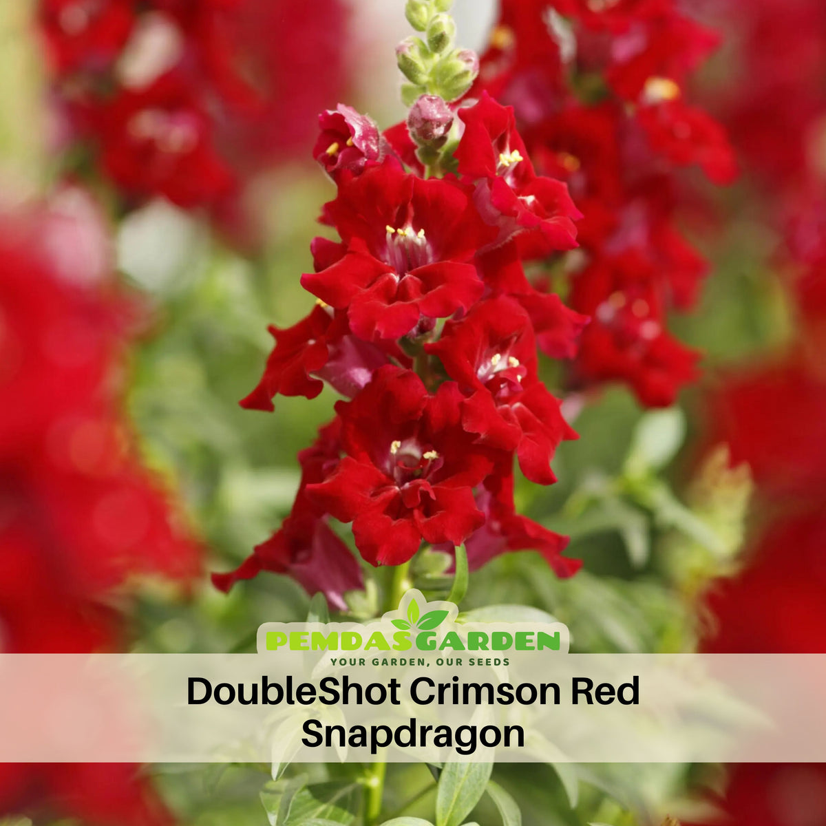 Doubleshot Crimson Red Snapdragon Seeds - Cold Resistant, 30 seeds