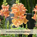 30 Seeds| DoubleShot Peach Snapdragon Seeds - Cold Resistant - Attracts pollinators - Open-Pollinating - Plant before the frost/after frost - #35