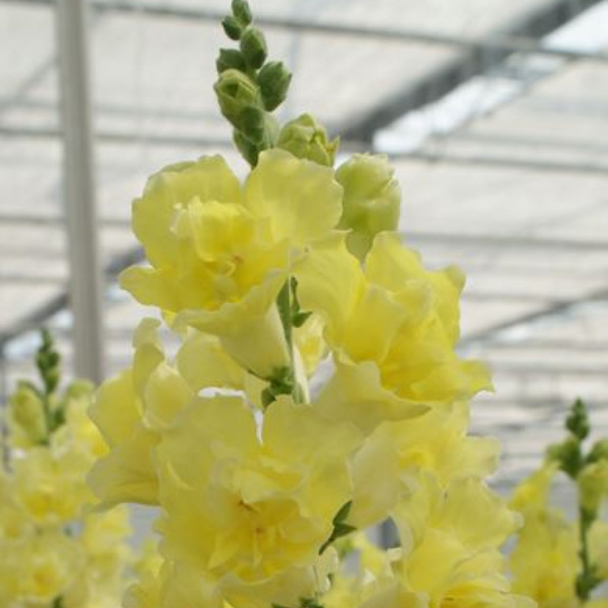 Doubleshot Yellow Snapdragon Seeds - Cold Resistant, 30 seeds