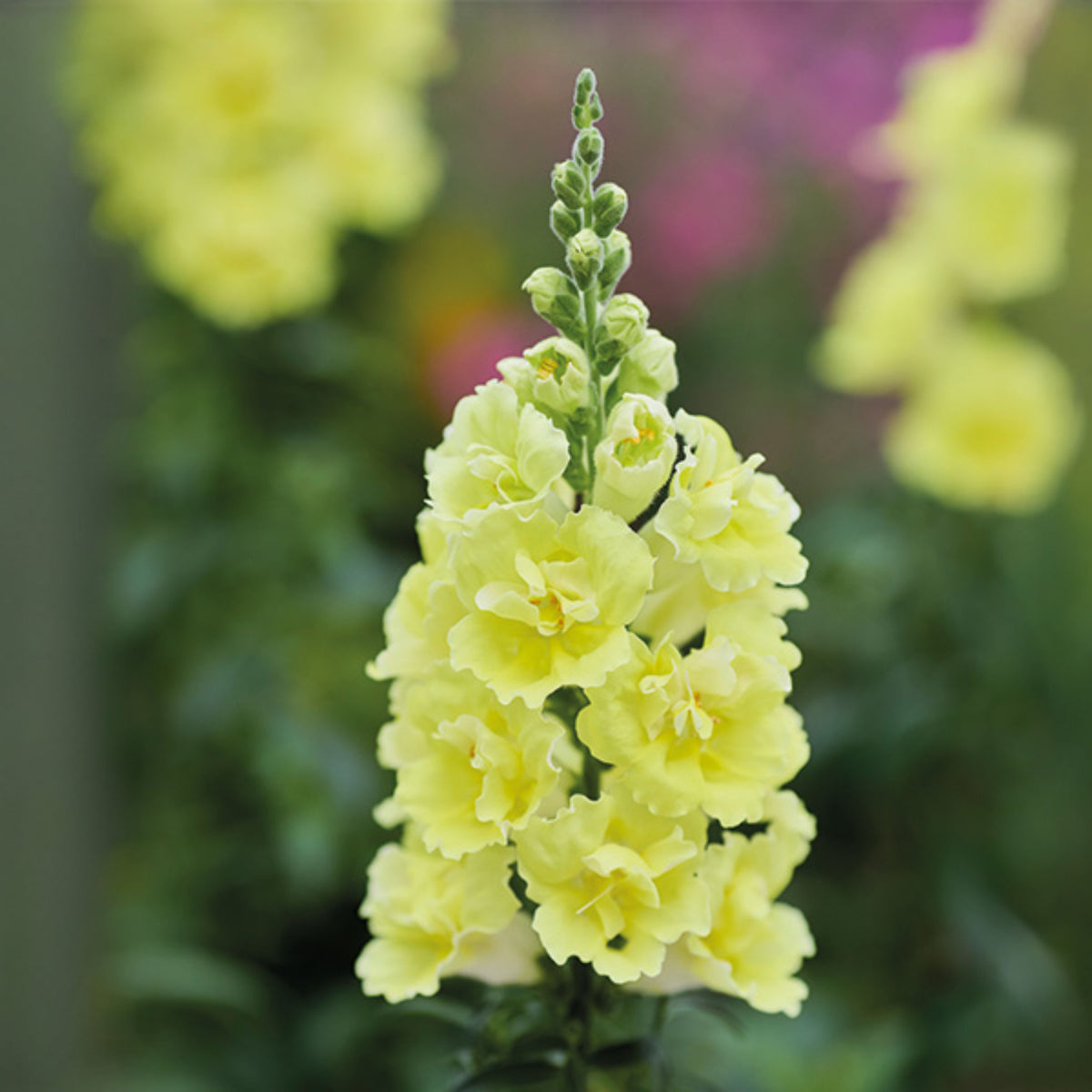 Doubleshot Yellow Snapdragon Seeds - Cold Resistant, 30 seeds