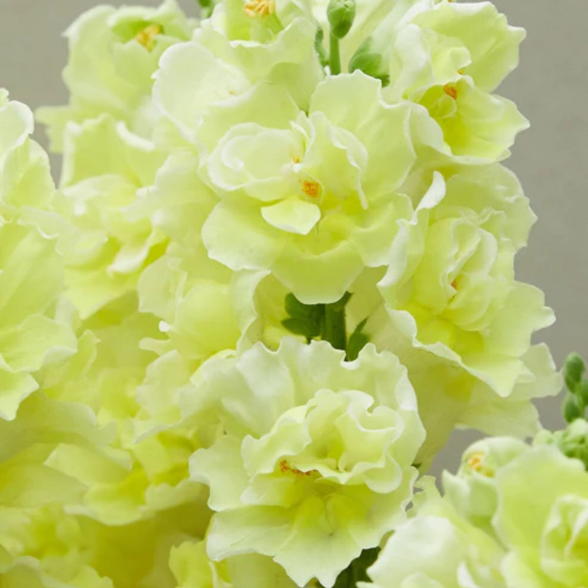 Doubleshot Yellow Snapdragon Seeds - Cold Resistant, 30 seeds