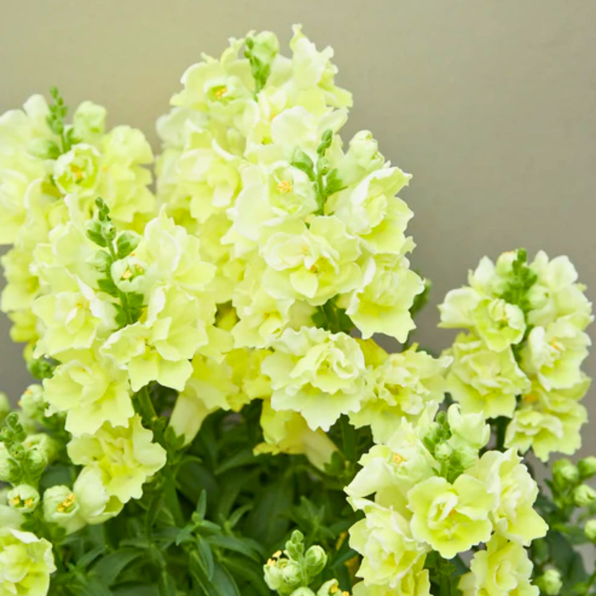Doubleshot Yellow Snapdragon Seeds - Cold Resistant, 30 seeds