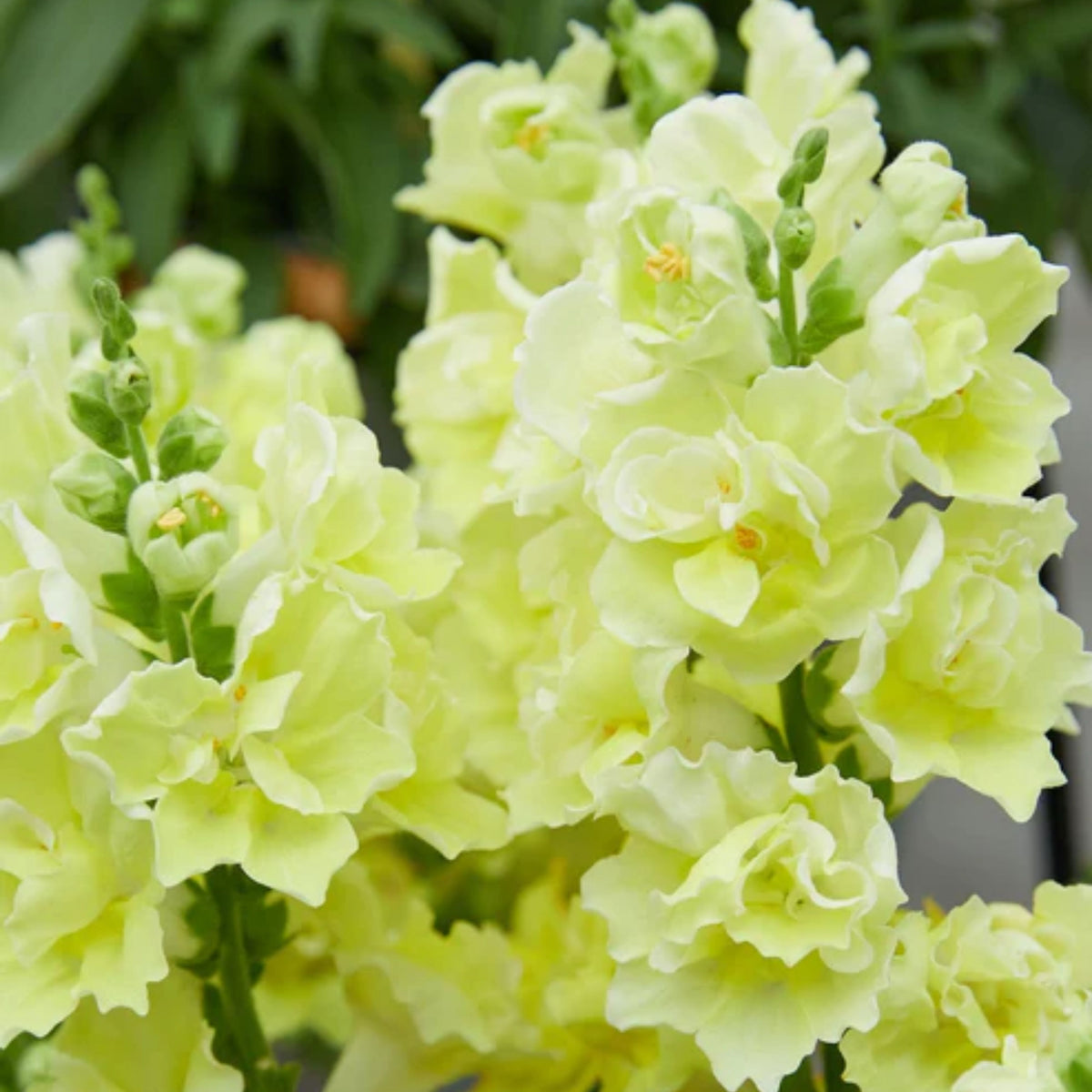 Doubleshot Yellow Snapdragon Seeds - Cold Resistant, 30 seeds