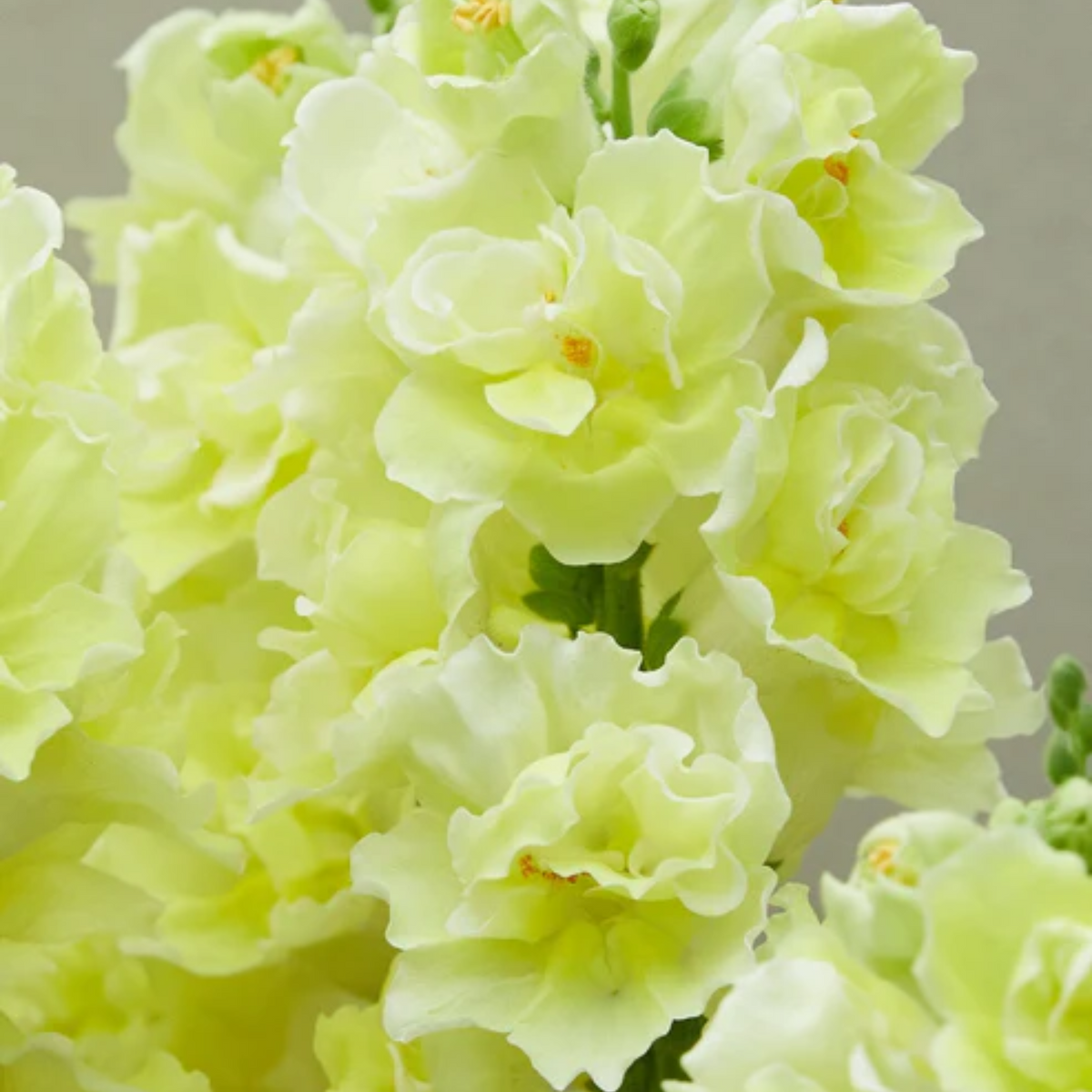 Doubleshot Yellow Snapdragon Seeds - Cold Resistant, 30 seeds