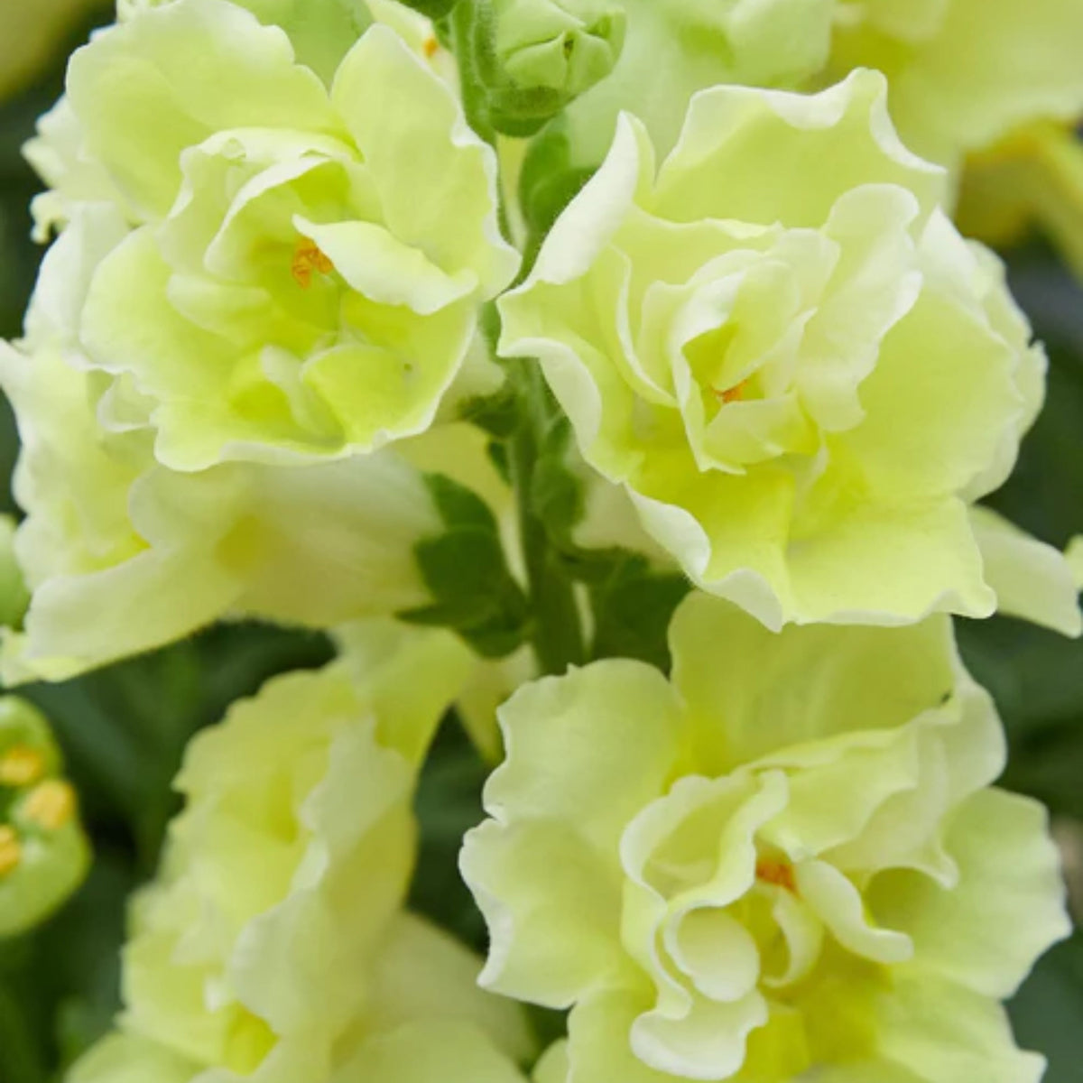 Doubleshot Yellow Snapdragon Seeds - Cold Resistant, 30 seeds