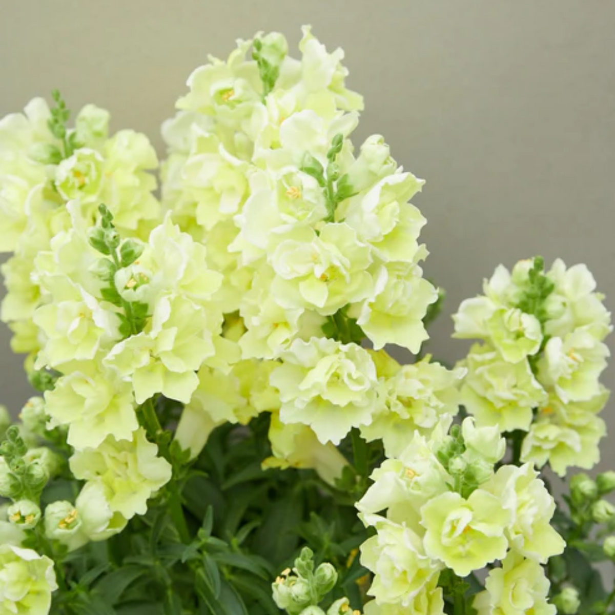 30 Seeds| DoubleShot Yellow Snapdragon Seeds - Cold Resistant - Attracts pollinators - Open-Pollinating - Plant before the frost/after frost - #36