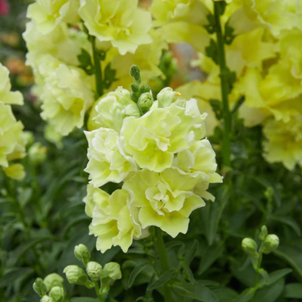 Doubleshot Yellow Snapdragon Seeds - Cold Resistant, 30 seeds