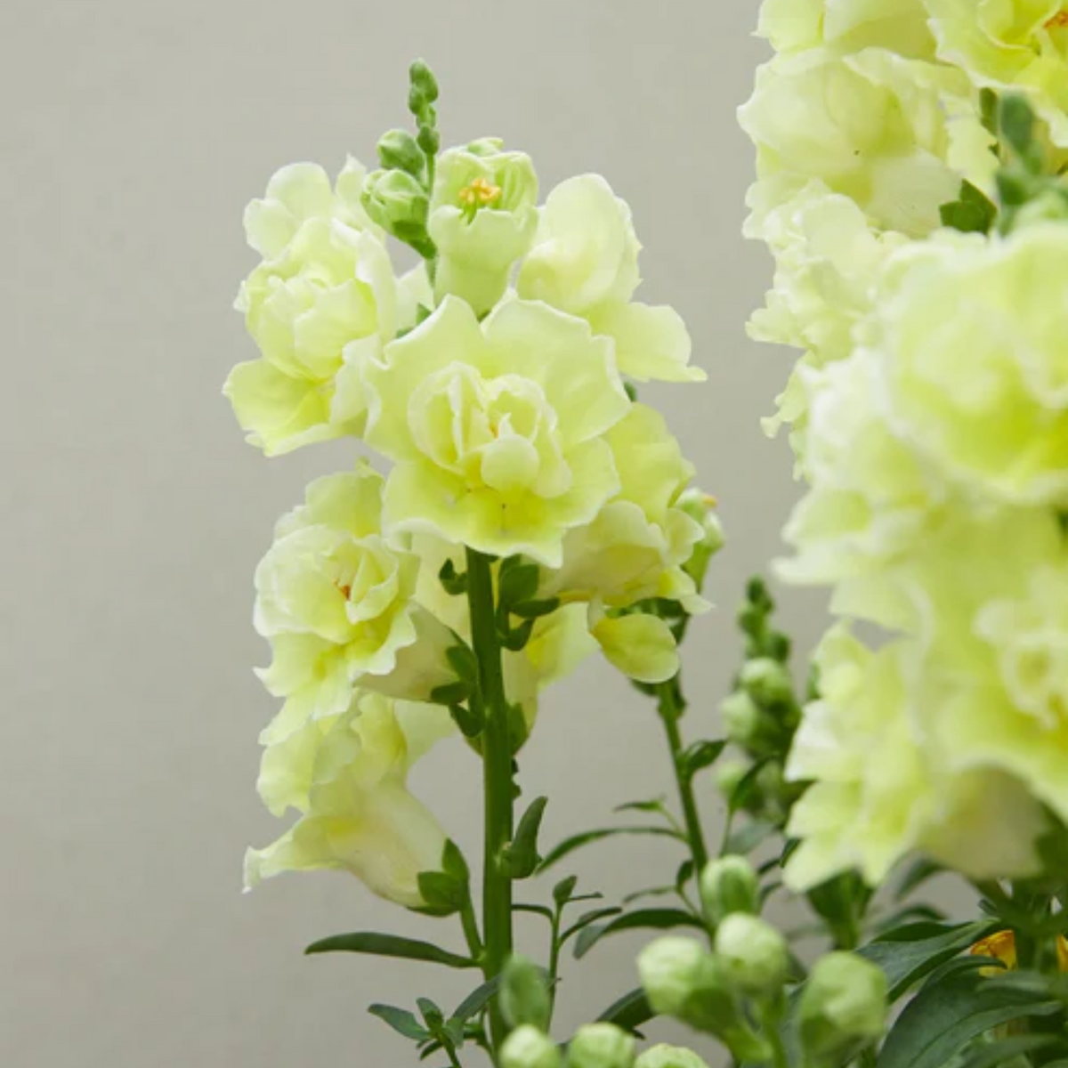 30 Seeds| DoubleShot Yellow Snapdragon Seeds - Cold Resistant - Attracts pollinators - Open-Pollinating - Plant before the frost/after frost - #36
