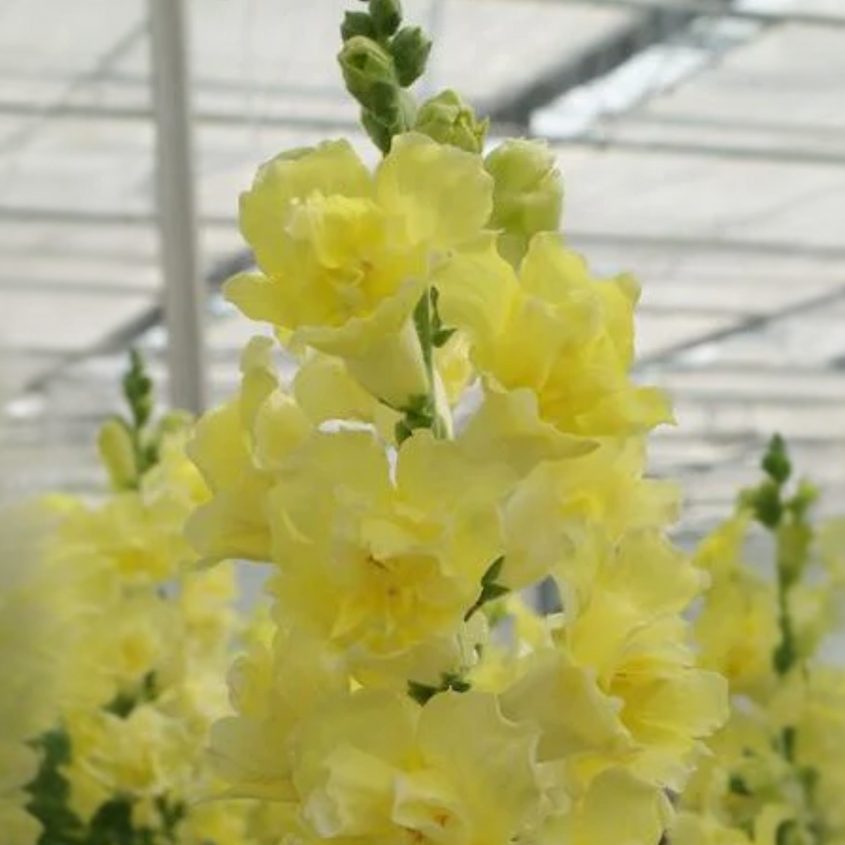Doubleshot Yellow Snapdragon Seeds - Cold Resistant, 30 seeds