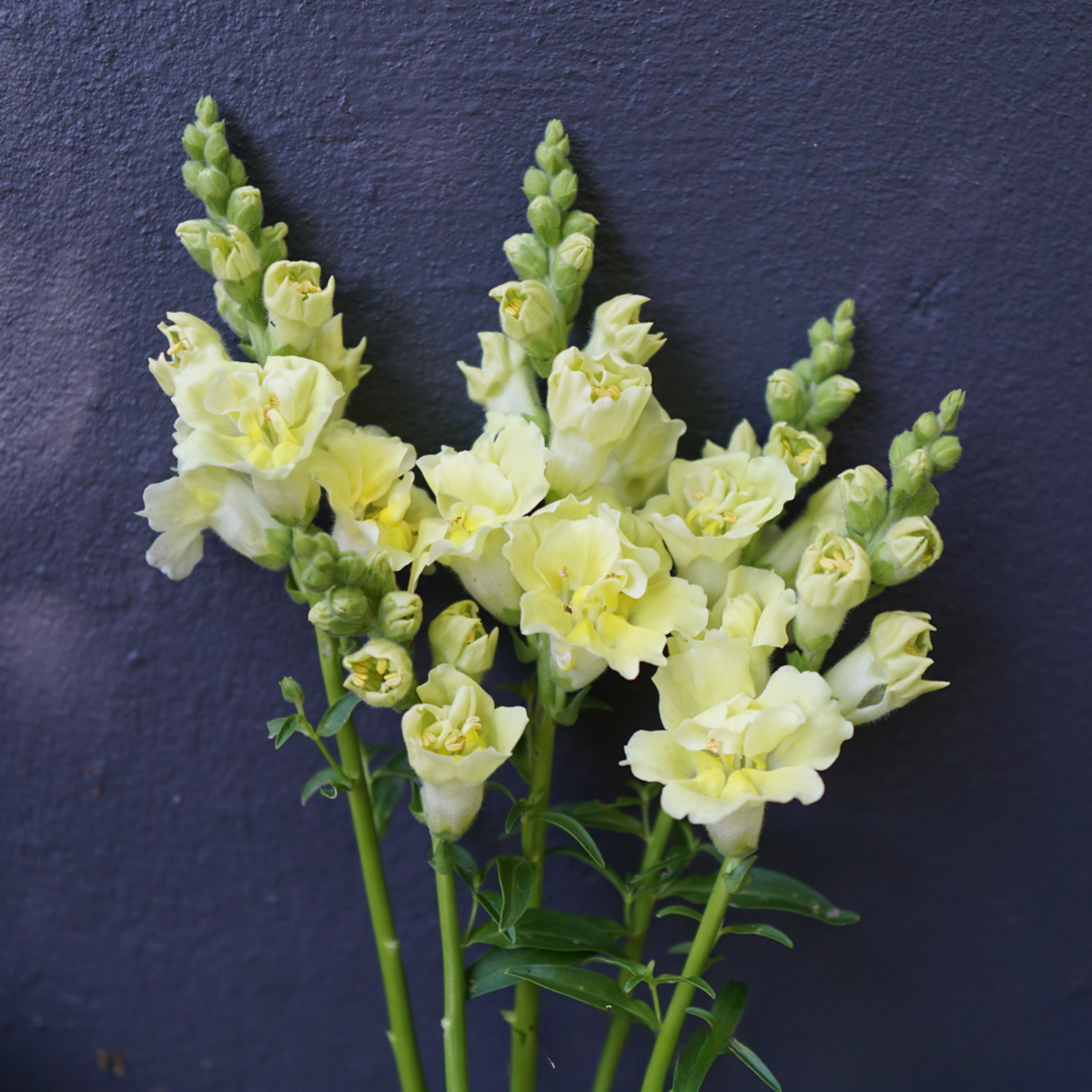 Doubleshot Yellow Snapdragon Seeds - Cold Resistant, 30 seeds