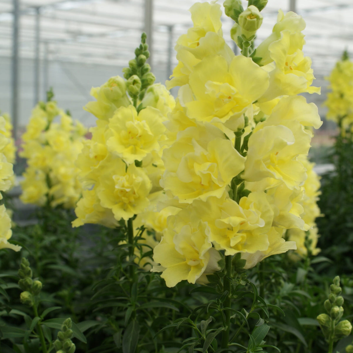 Doubleshot Yellow Snapdragon Seeds - Cold Resistant, 30 seeds