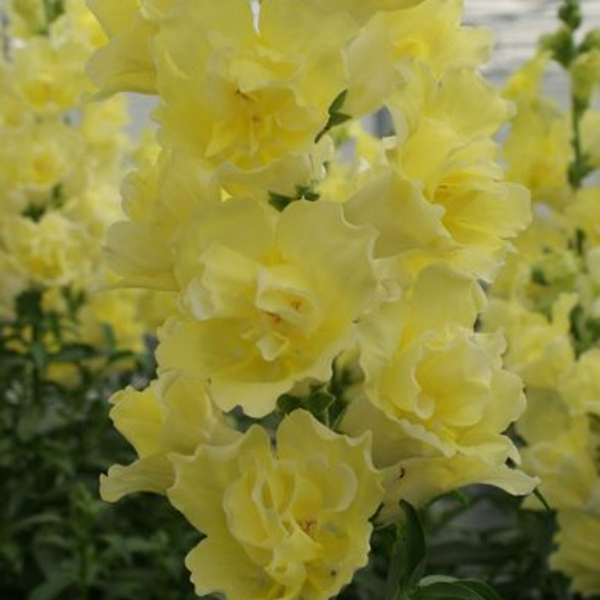 Doubleshot Yellow Snapdragon Seeds - Cold Resistant, 30 seeds