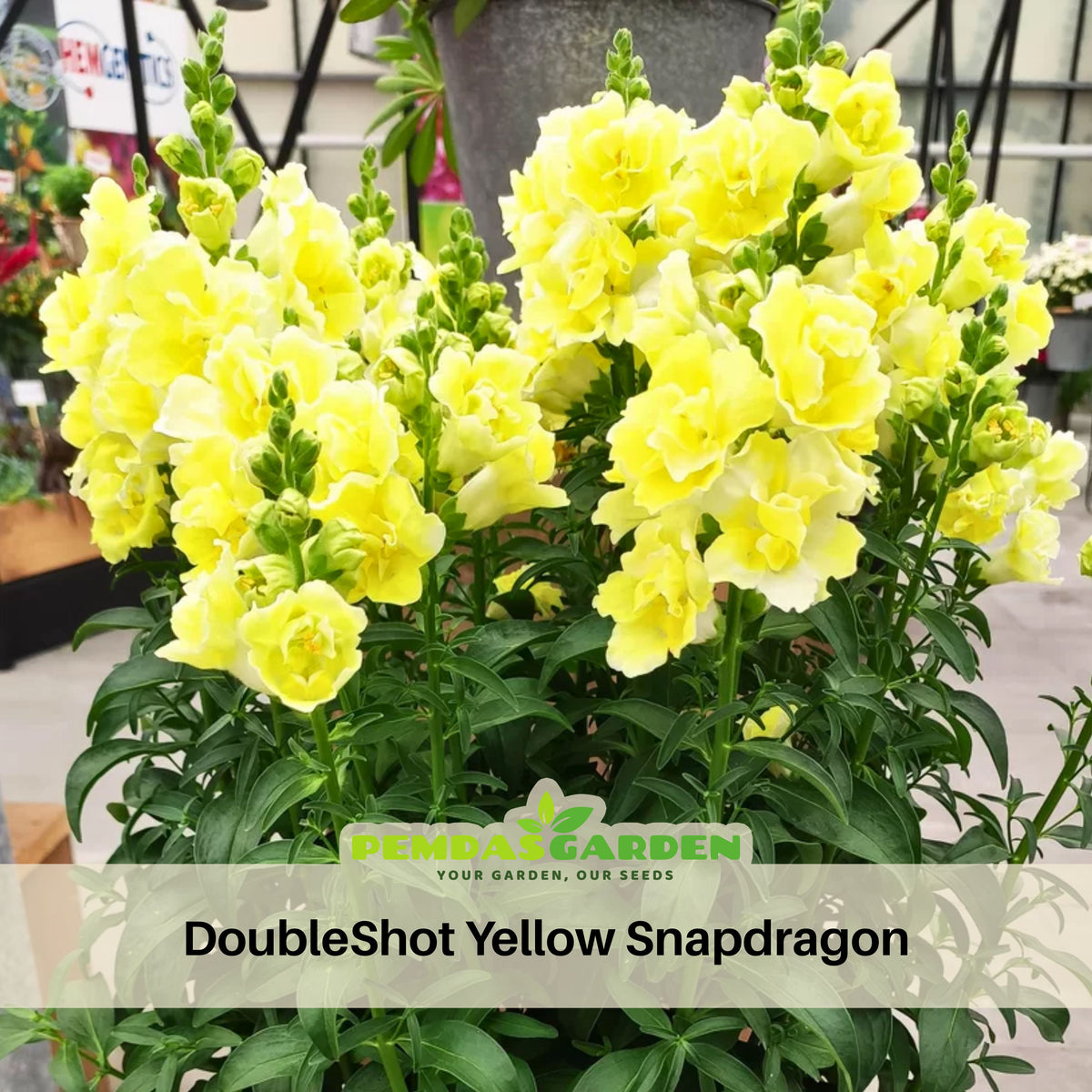 Doubleshot Yellow Snapdragon Seeds - Cold Resistant, 30 seeds