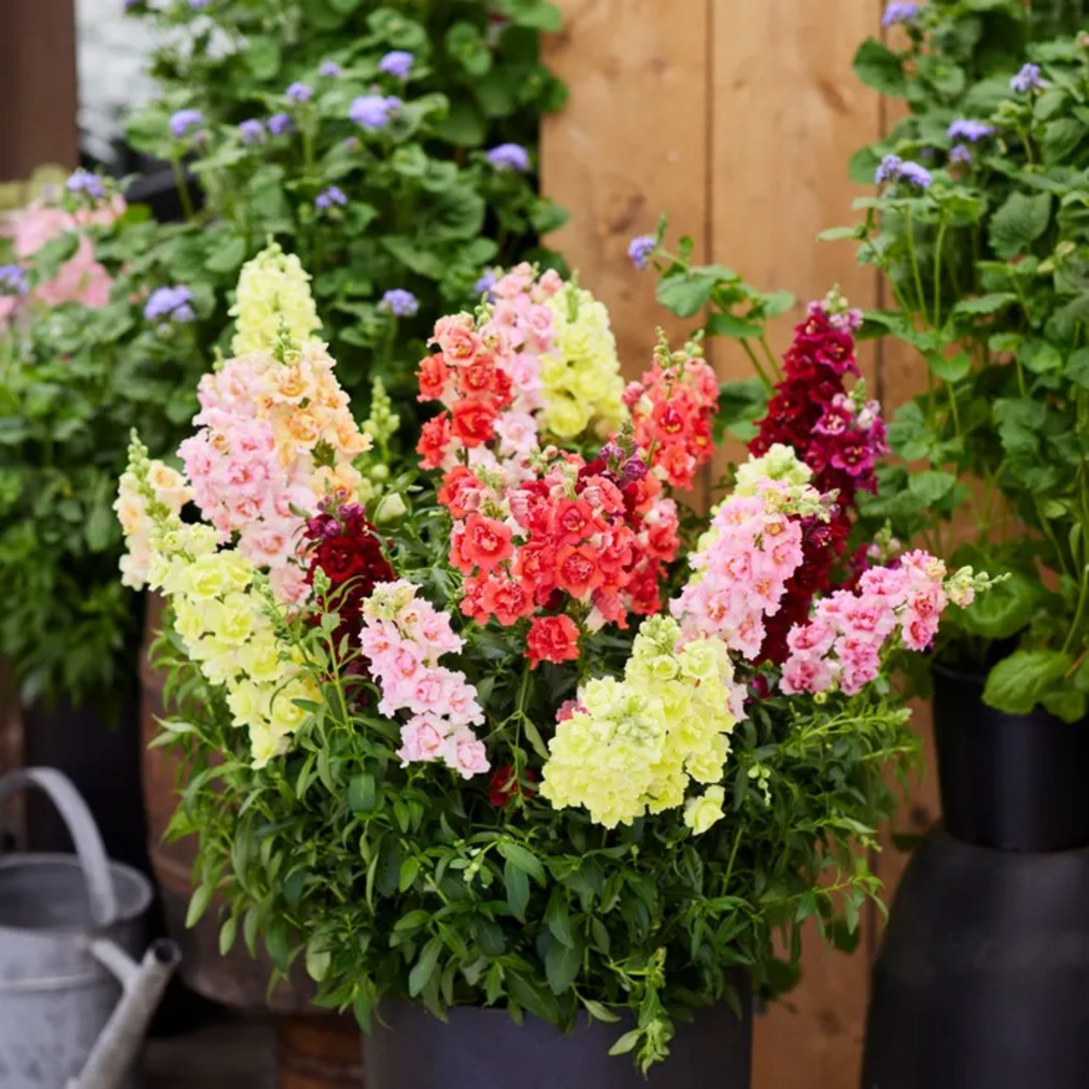 30 Seeds| DoubleShot Snapdragon Mix Seeds - Cold Resistant -Attracts pollinators - Open-Pollinating -Plant before the frost/after frost - #37