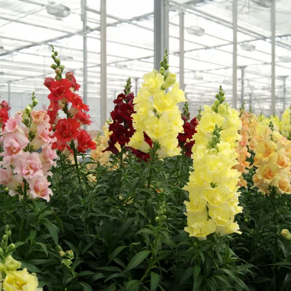 Doubleshot Snapdragon Mix Seeds - Cold Resistant, 30 seeds