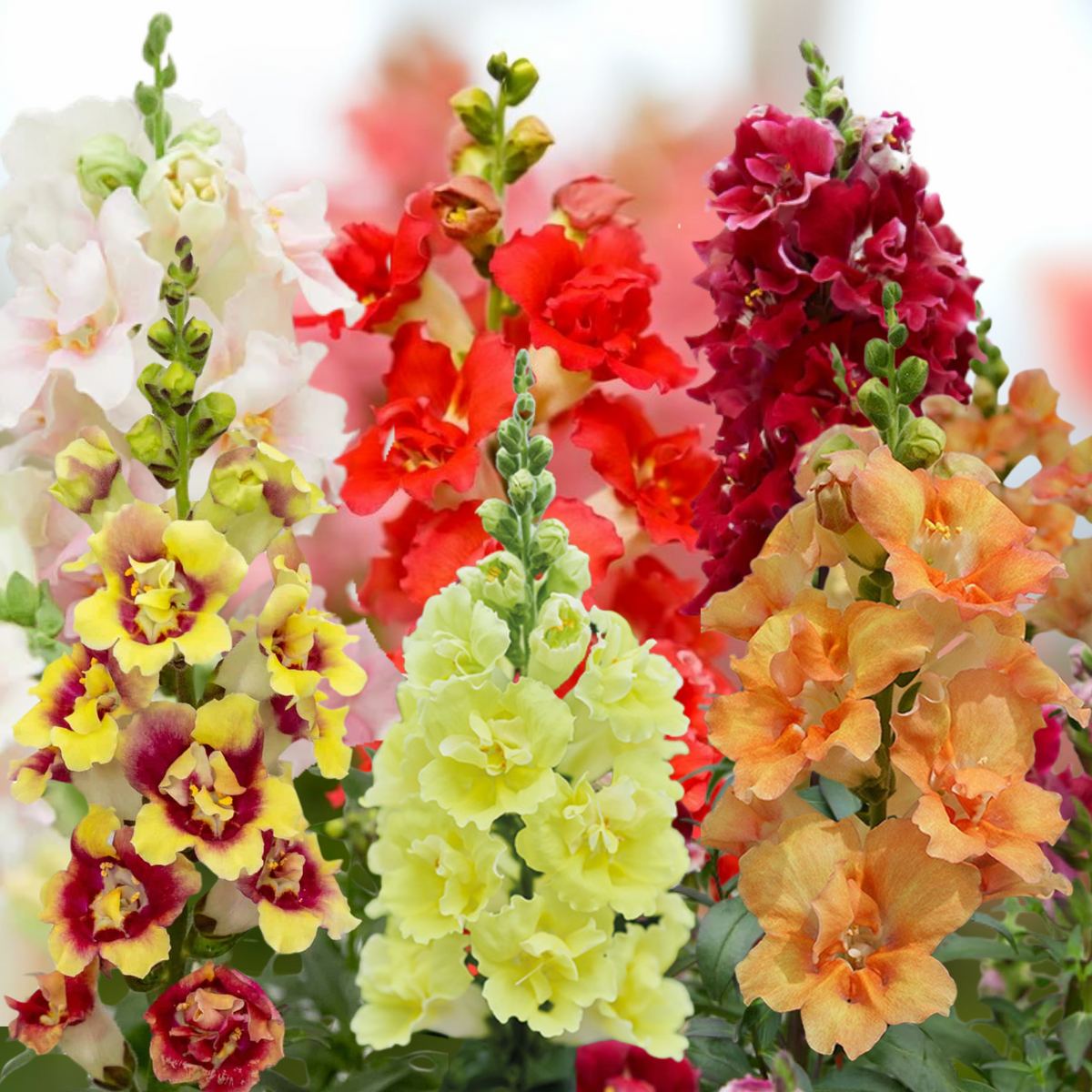30 Seeds| DoubleShot Snapdragon Mix Seeds - Cold Resistant -Attracts pollinators - Open-Pollinating -Plant before the frost/after frost - #37