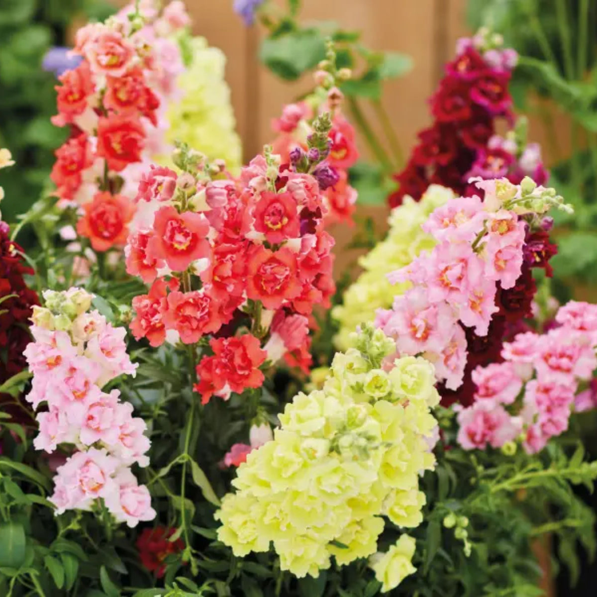 Doubleshot Snapdragon Mix Seeds - Cold Resistant, 30 seeds
