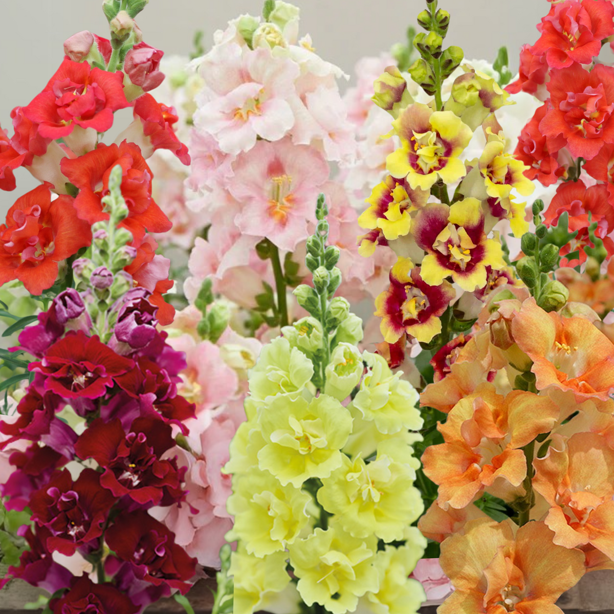 Doubleshot Snapdragon Mix Seeds - Cold Resistant, 30 seeds
